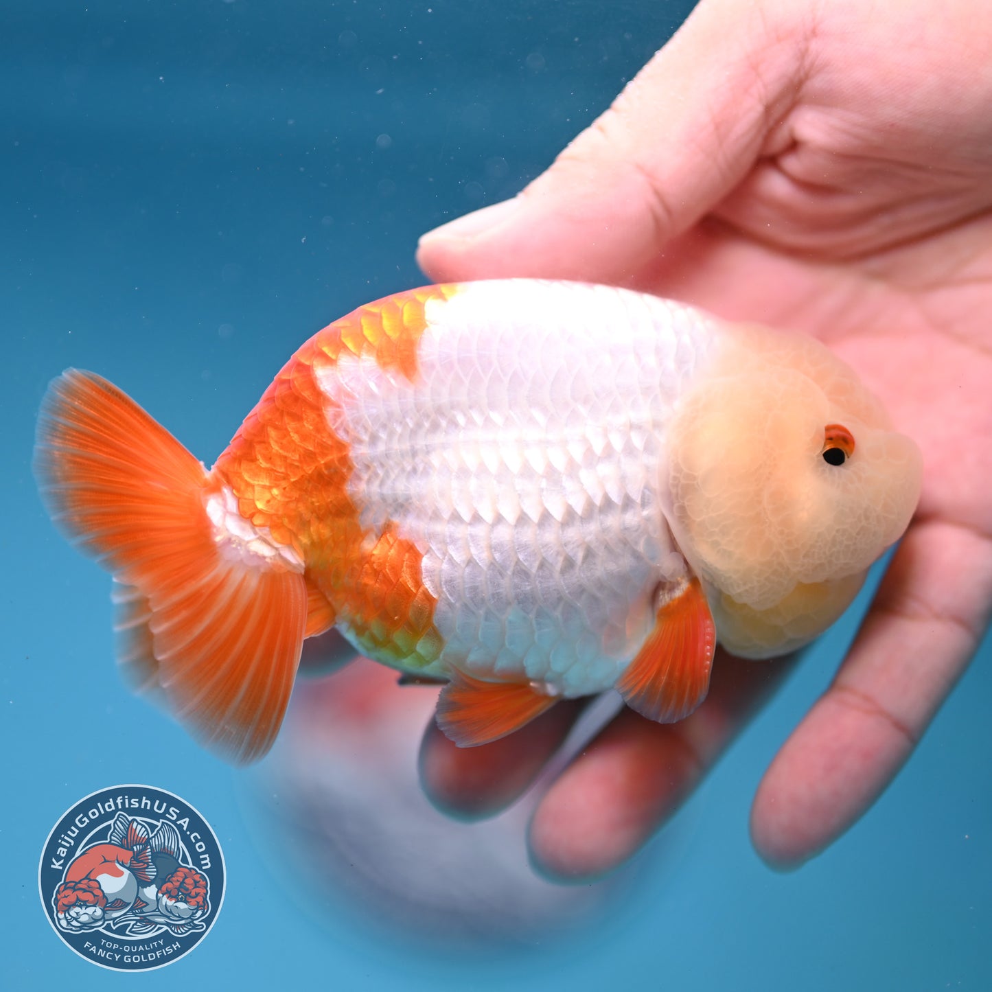 Jade Head Red White Buffalo Ranchu 4 inch Body (251205_RC01)