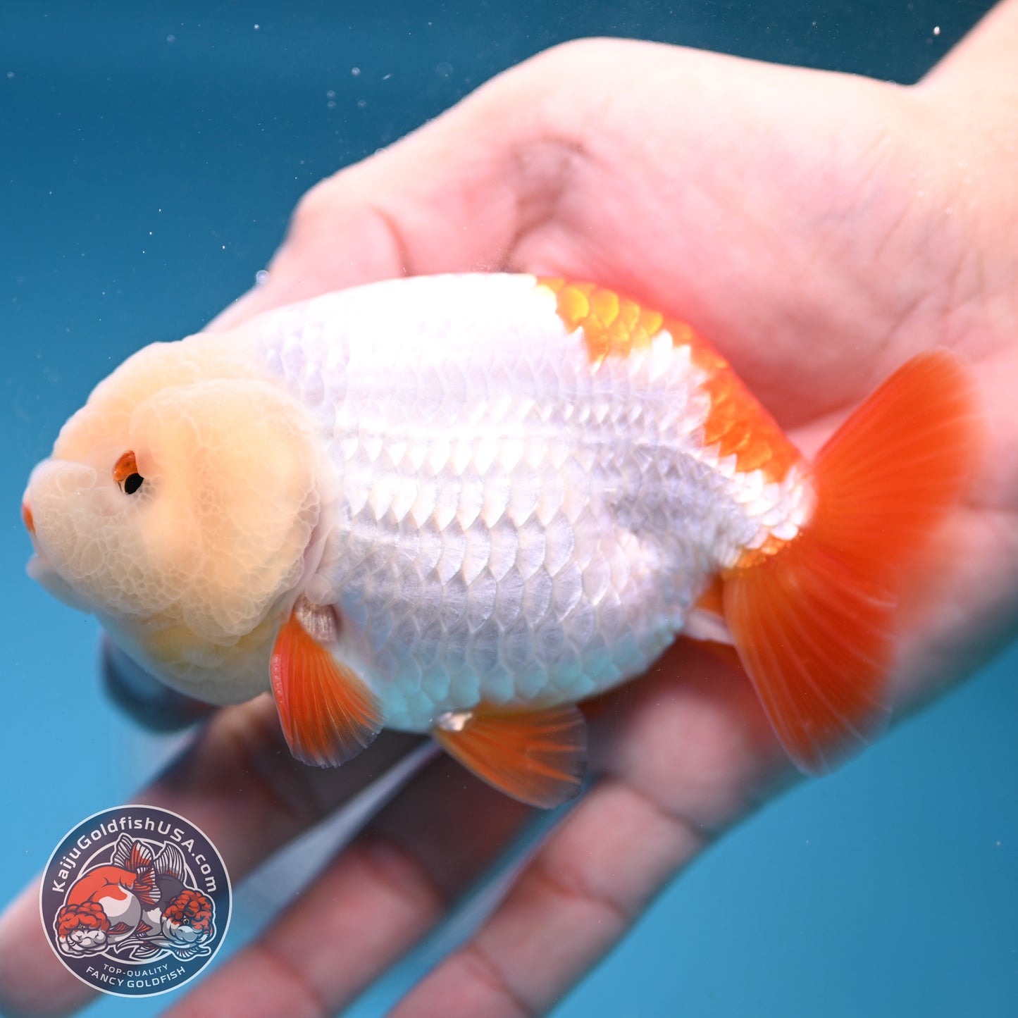 Jade Head Red White Buffalo Ranchu 4 inch Body (251205_RC01)