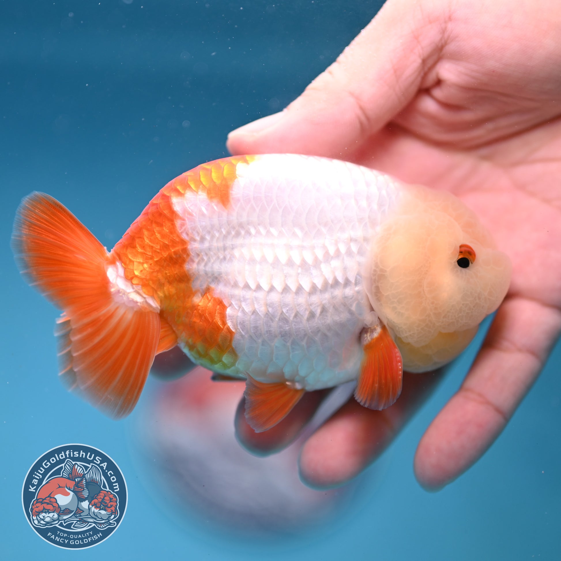 Jade Head Red White Buffalo Ranchu 4 inch Body (251205_RC01)