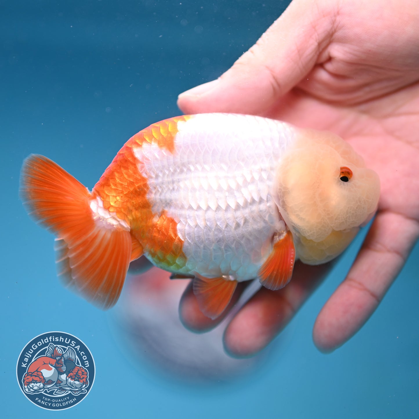 Jade Head Red White Buffalo Ranchu 4 inch Body (251205_RC01)