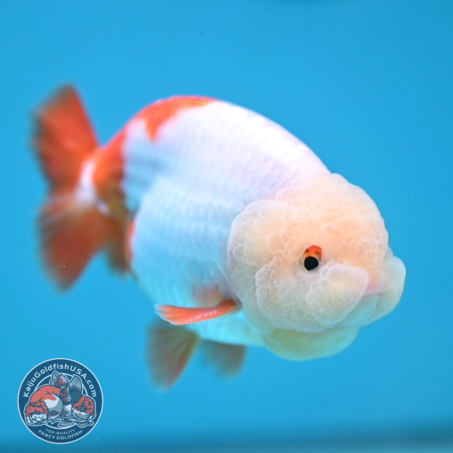 Jade Head Red White Buffalo Ranchu 4 inch Body (251205_RC01)