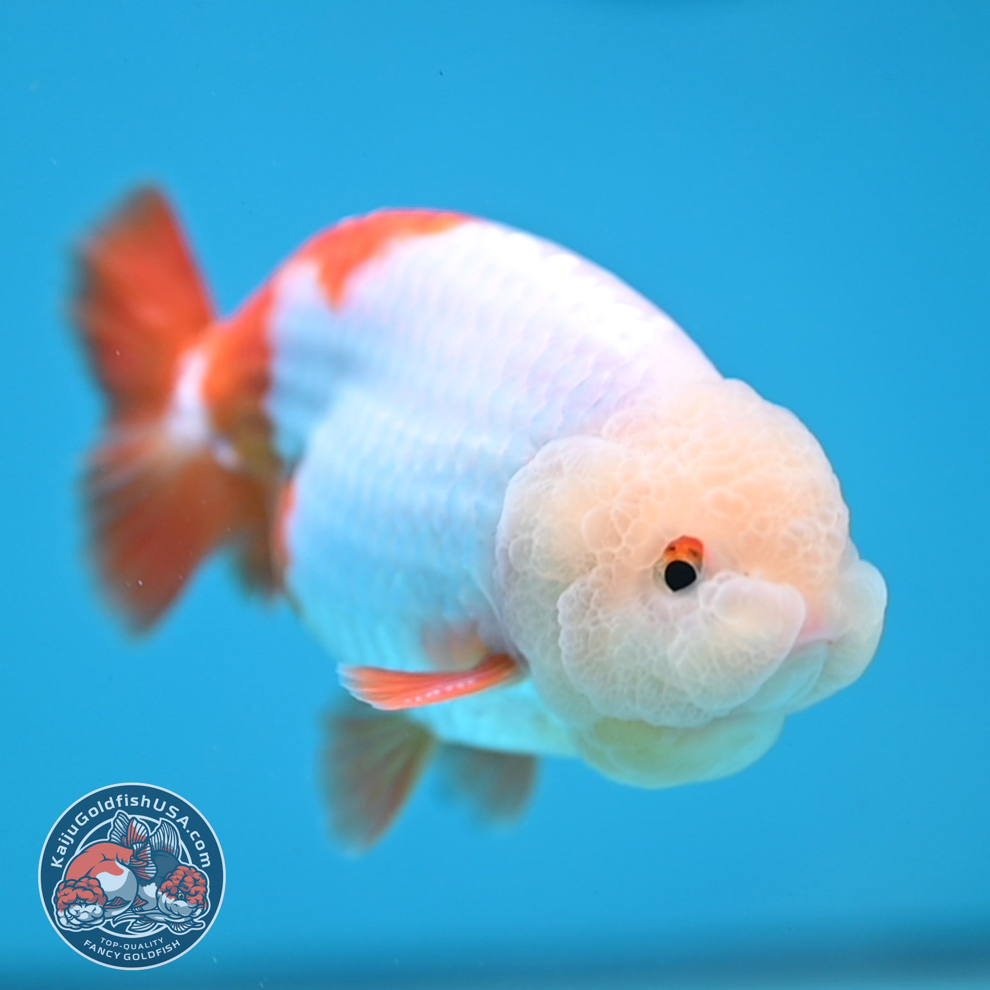 Jade Head Red White Buffalo Ranchu 4 inch Body (251205_RC01)