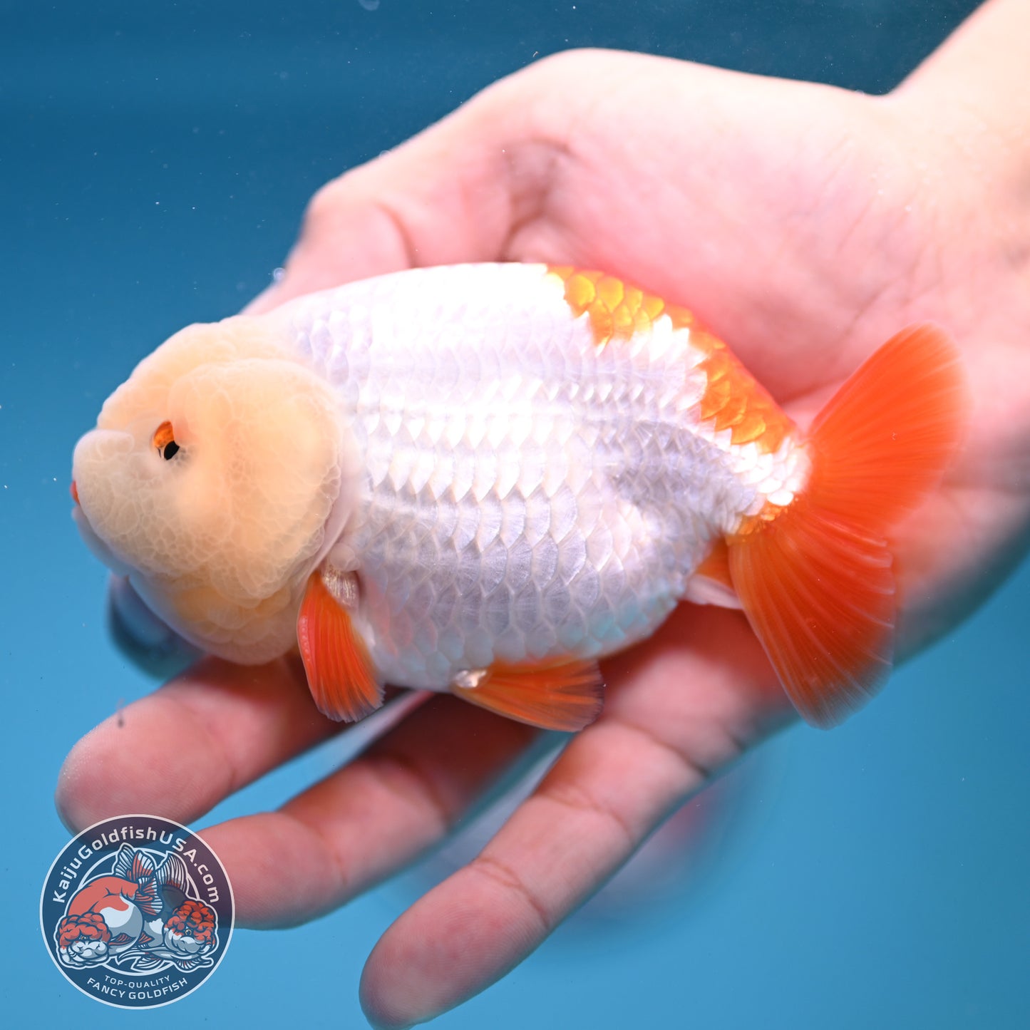 Jade Head Red White Buffalo Ranchu 4 inch Body (251205_RC01)