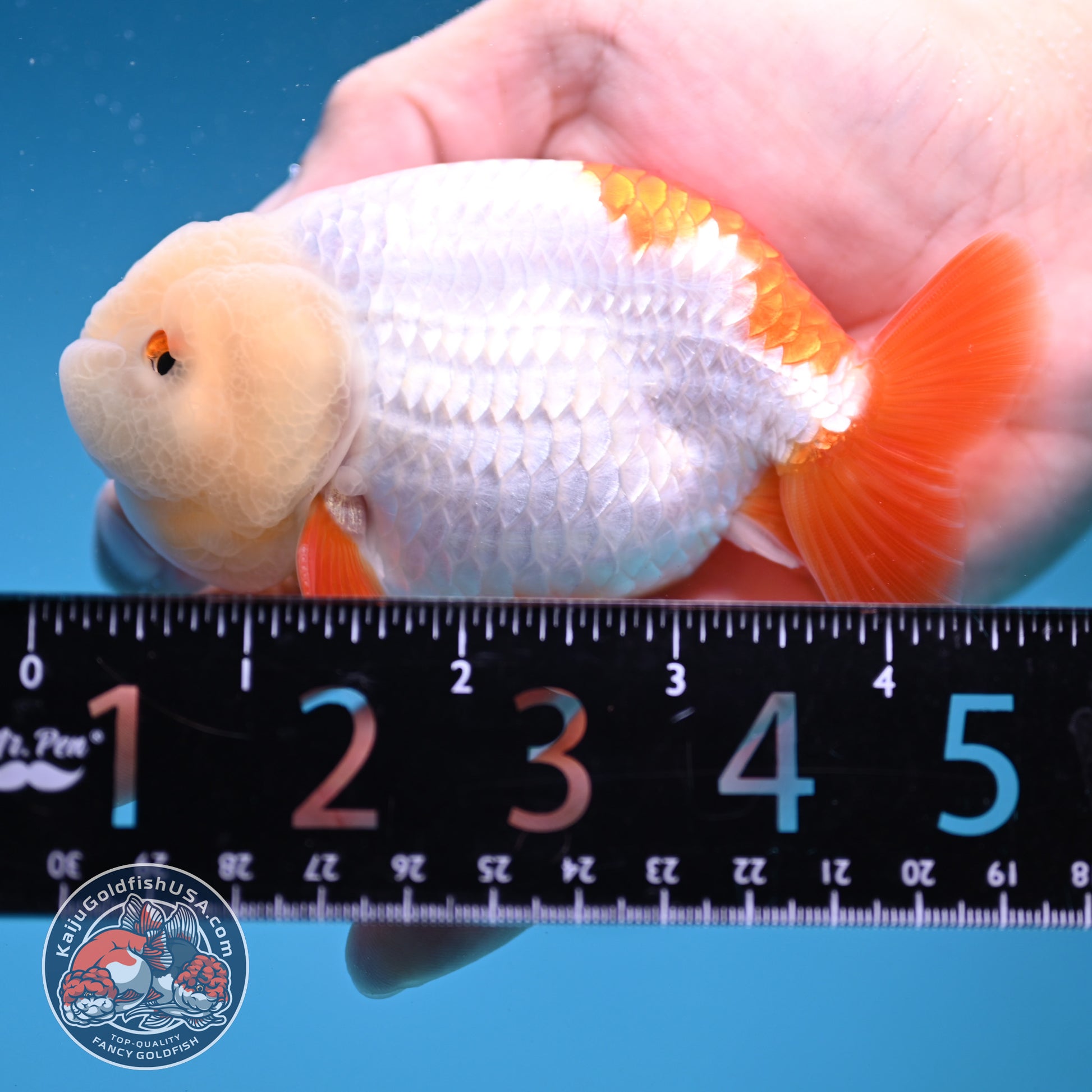 Jade Head Red White Buffalo Ranchu 4 inch Body (251205_RC01)