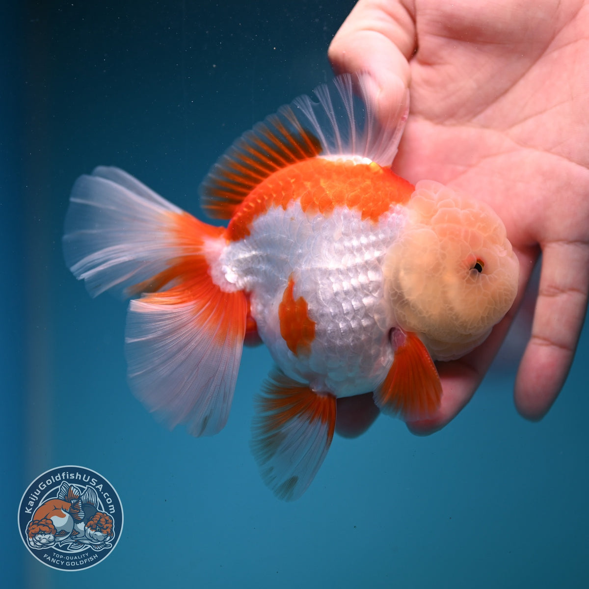 Jade Head Red White Oranda 3.5 inch Body (260925_OR04)