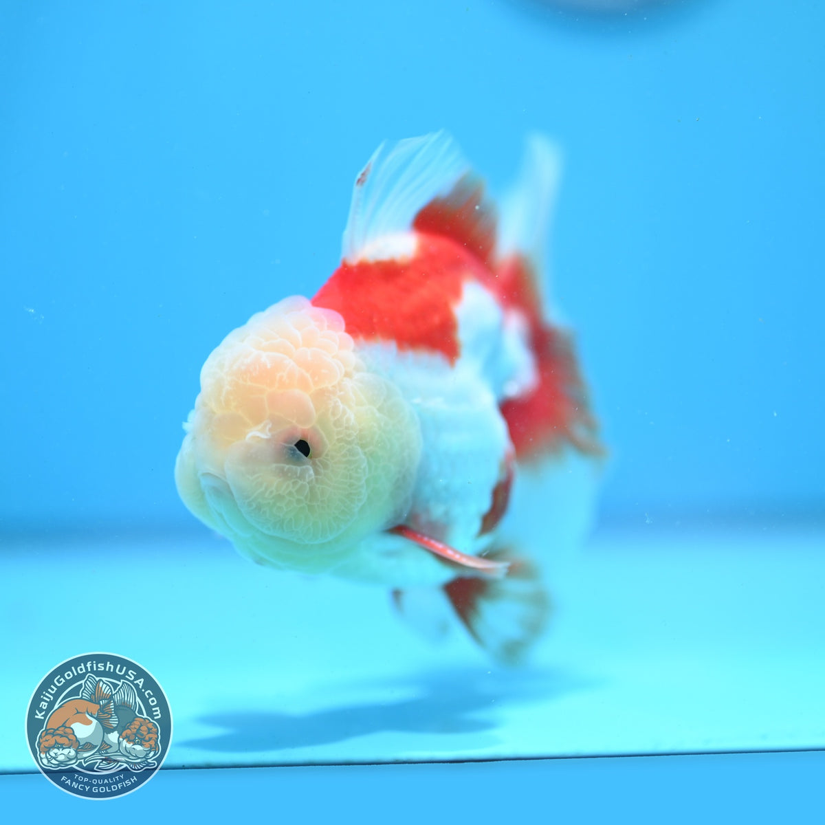 Jade Head Red White Oranda 3.5 inch Body (260925_OR04)