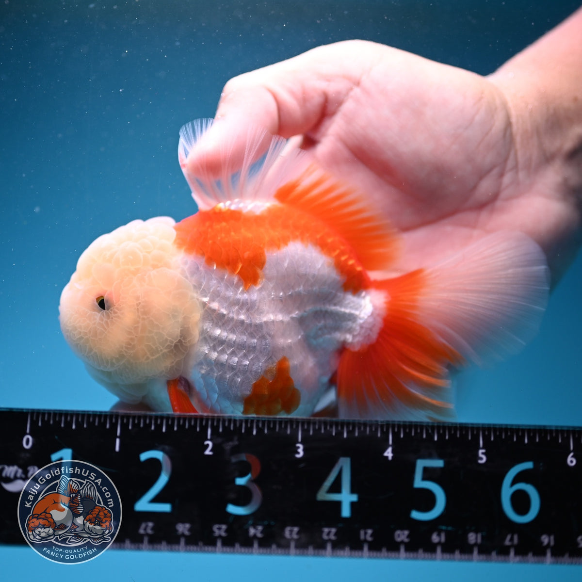 Jade Head Red White Oranda 3.5 inch Body (260925_OR04)