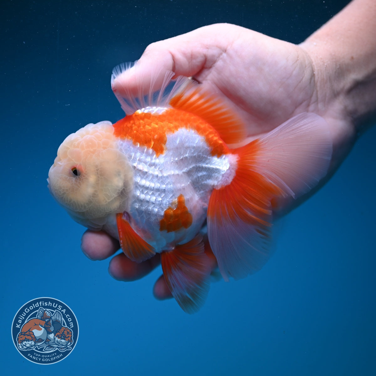 Jade Head Red White Oranda 3.5 inch Body (260925_OR04)