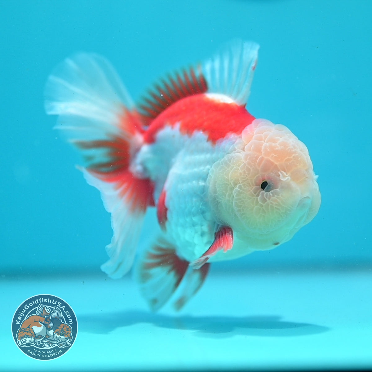 Jade Head Red White Oranda 3.5 inch Body (260925_OR04)