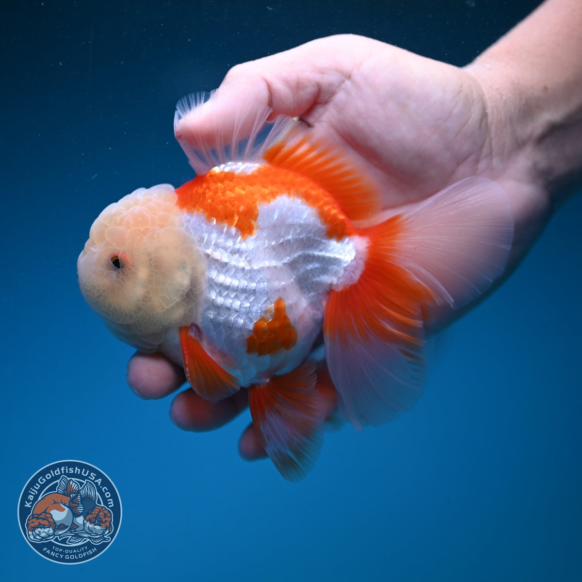 Jade Head Red White Oranda 3.5 inch Body (260925_OR04)