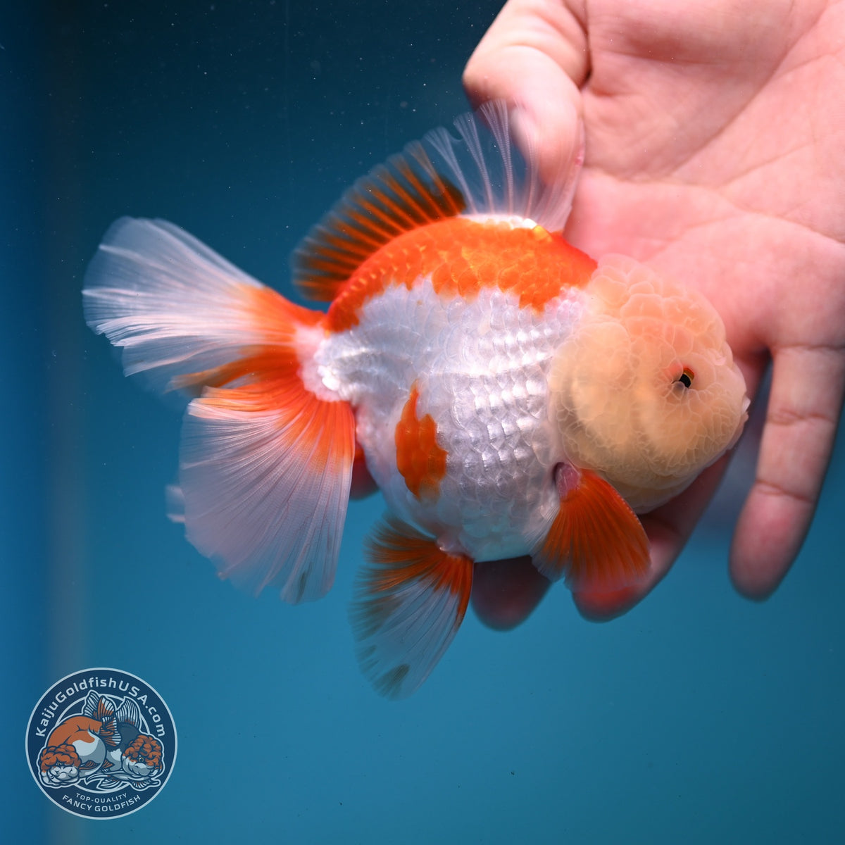 Jade Head Red White Oranda 3.5 inch Body (260925_OR04)