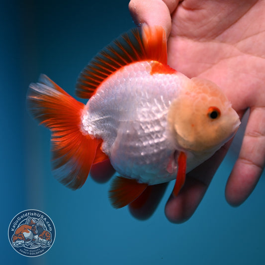 Jade Head Red White YuanBao Oranda 3.5 inch Body (260918_OR07)
