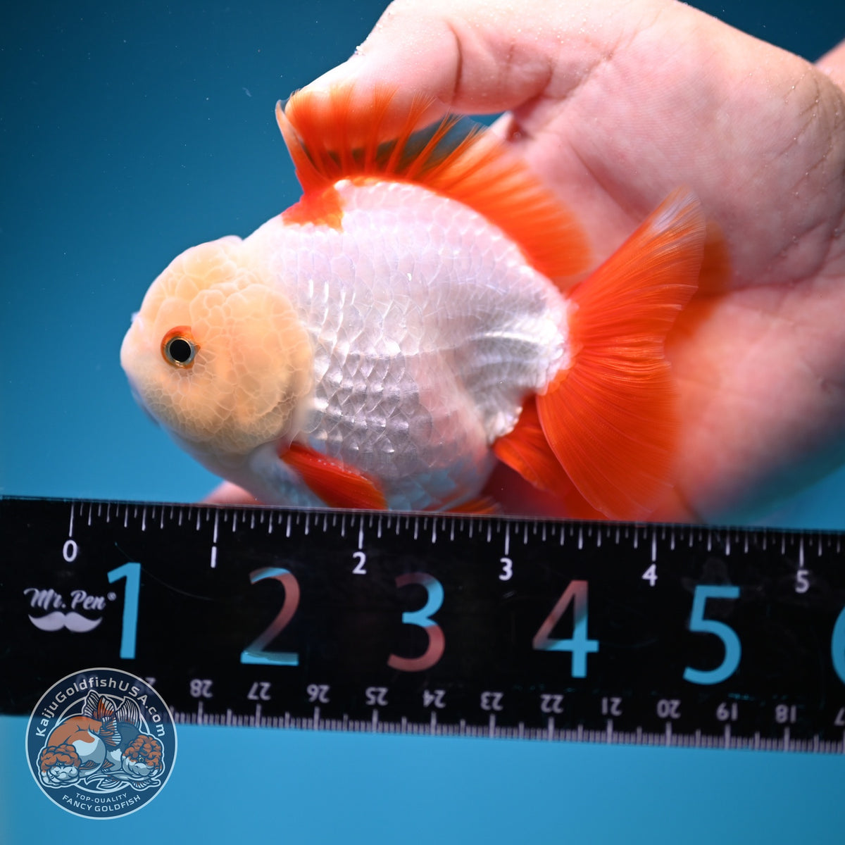 Jade Head Red White YuanBao Oranda 3.5 inch Body (260918_OR07)