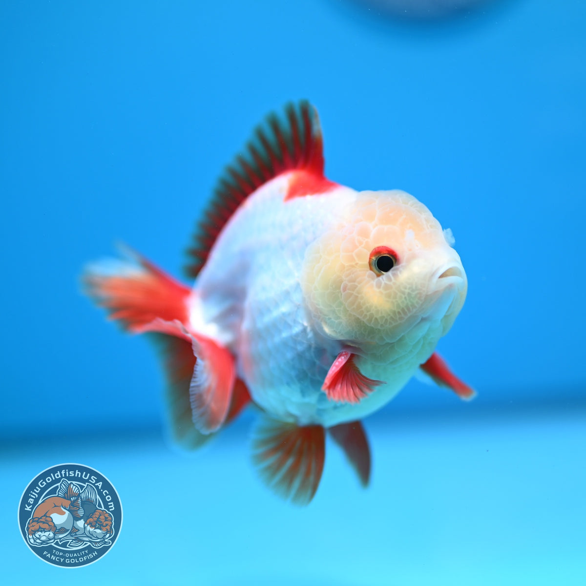 Jade Head Red White YuanBao Oranda 3.5 inch Body (260918_OR07)