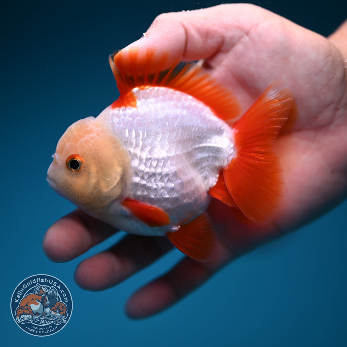 Jade Head Red White YuanBao Oranda 3.5 inch Body (260918_OR07)