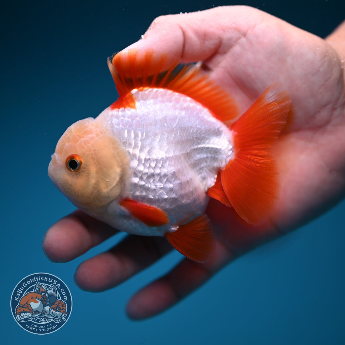 Jade Head Red White YuanBao Oranda 3.5 inch Body (260918_OR07)