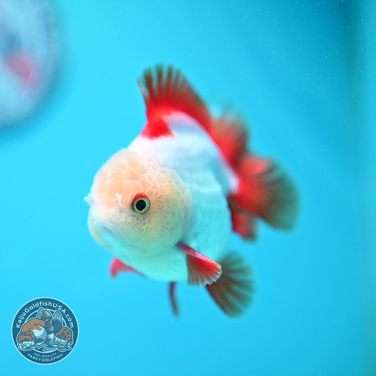 Jade Head Red White YuanBao Oranda 3.5 inch Body (260918_OR07)