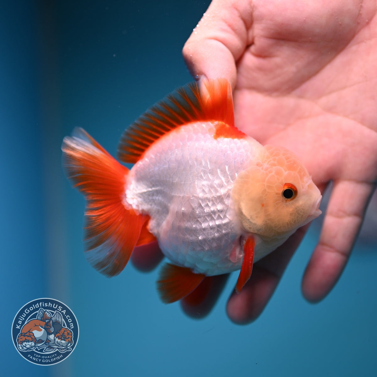 Jade Head Red White YuanBao Oranda 3.5 inch Body (260918_OR07)