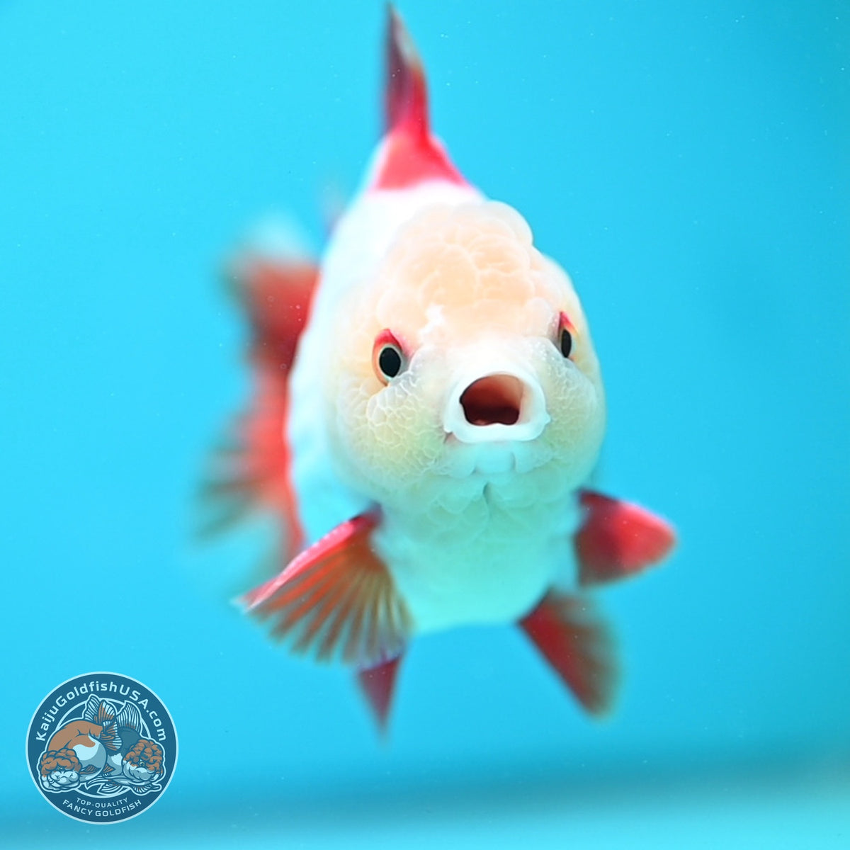 Jade Head Red White YuanBao Oranda 3.5 inch Body (260918_OR07)