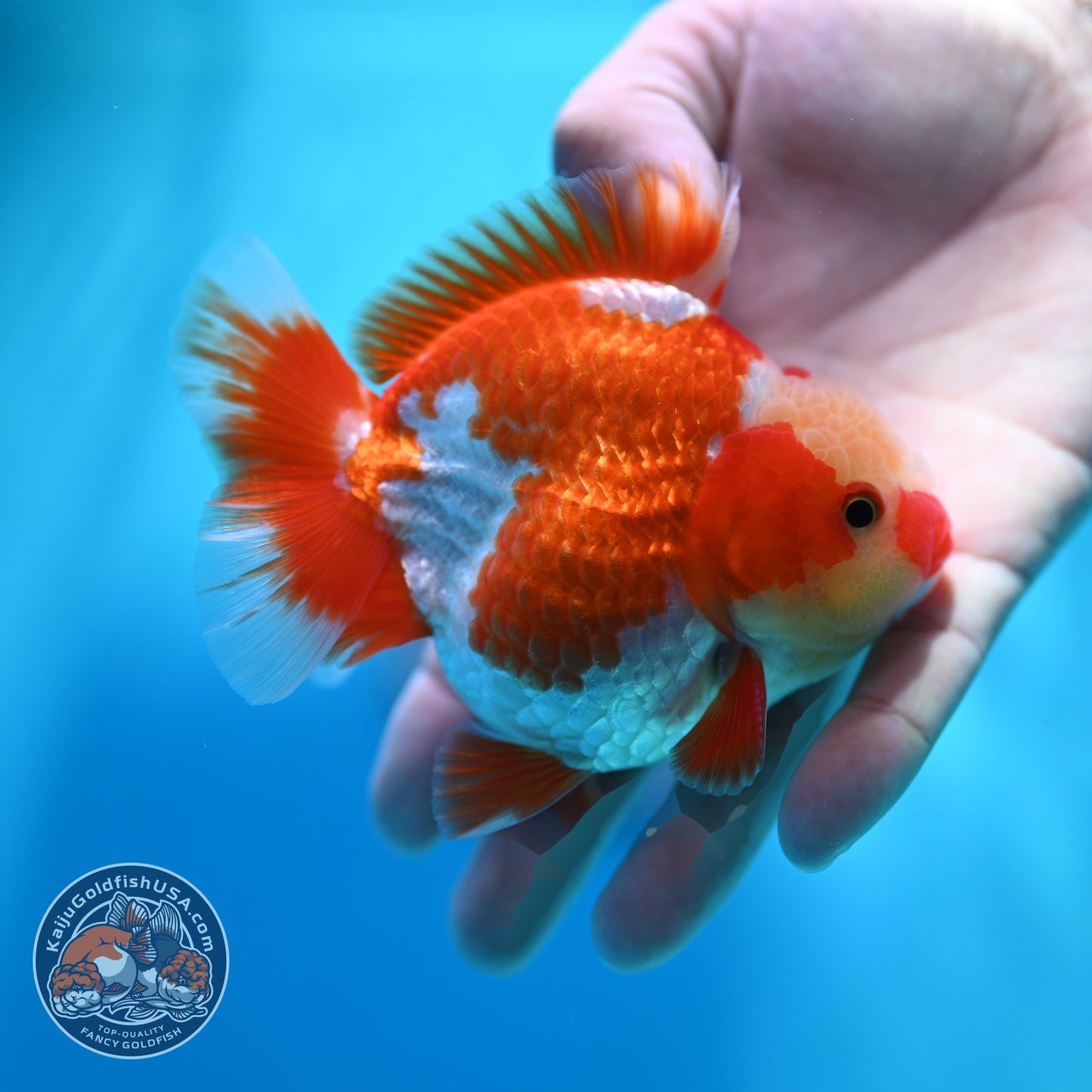 Jade Head Red White YuanBao Oranda 4 inch Body (260529_OR12)