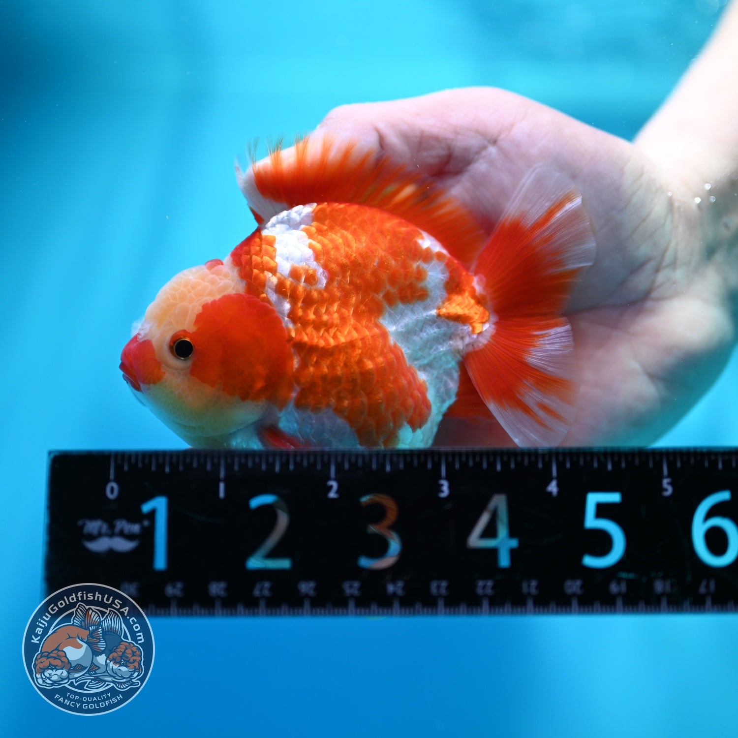 Jade Head Red White YuanBao Oranda 4 inch Body (260529_OR12)