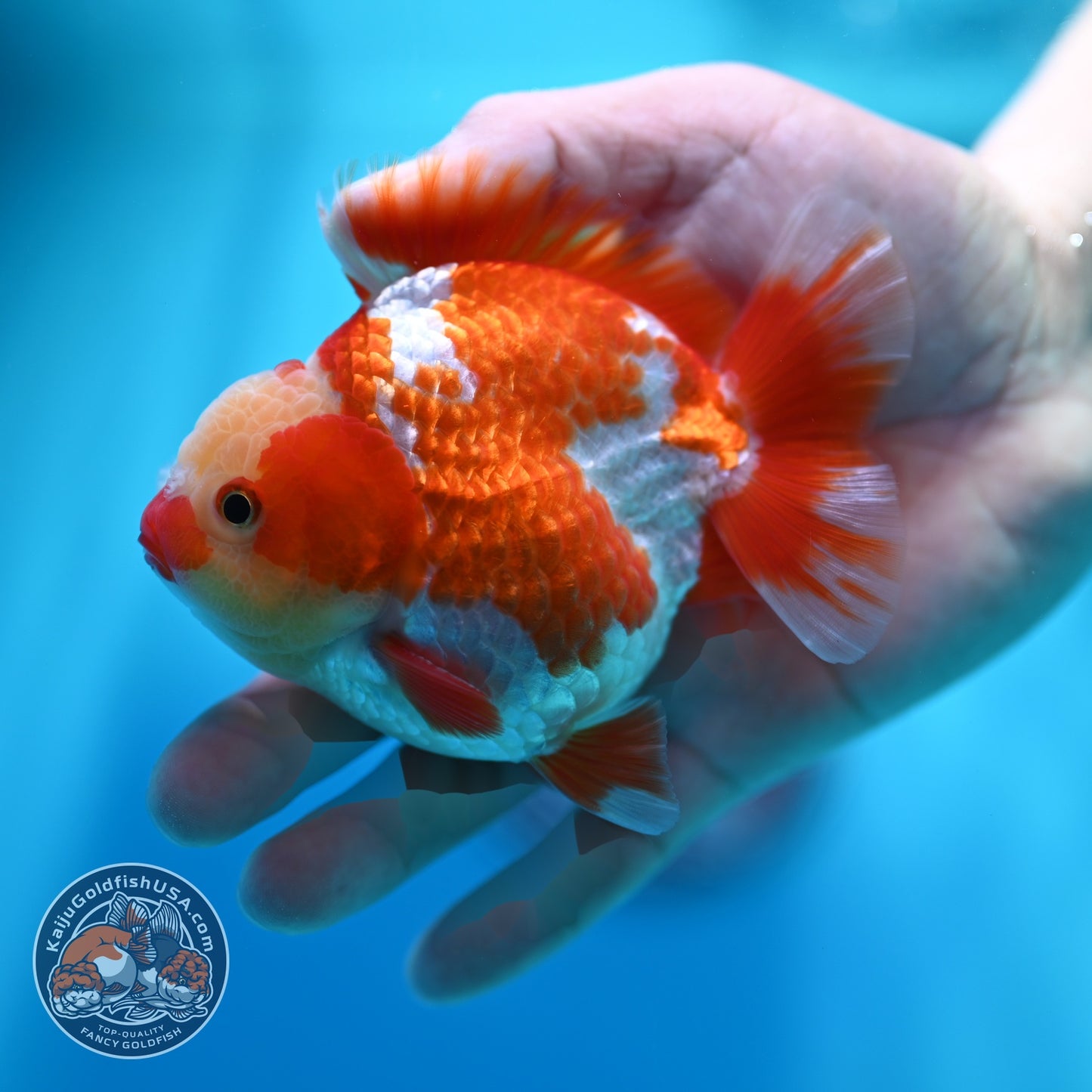 Jade Head Red White YuanBao Oranda 4 inch Body (260529_OR12)