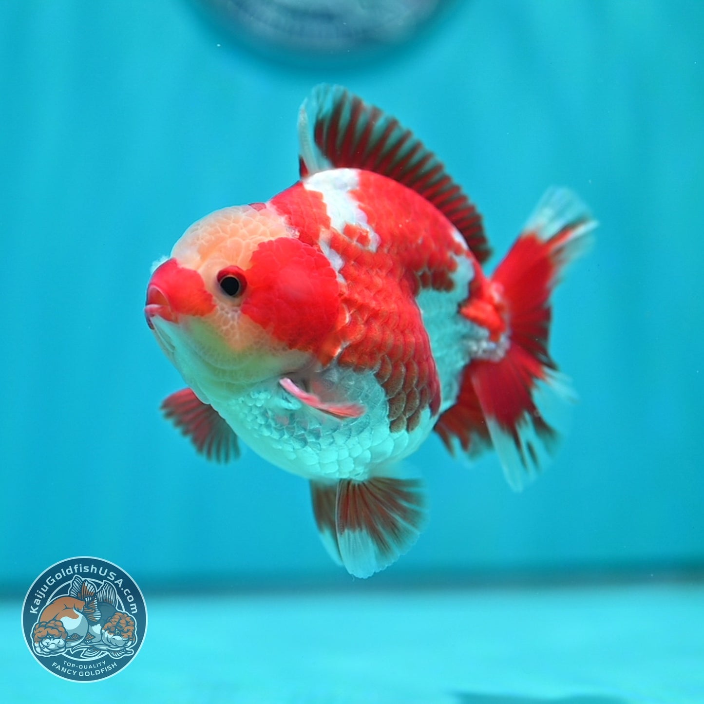 Jade Head Red White YuanBao Oranda 4 inch Body (260529_OR12)