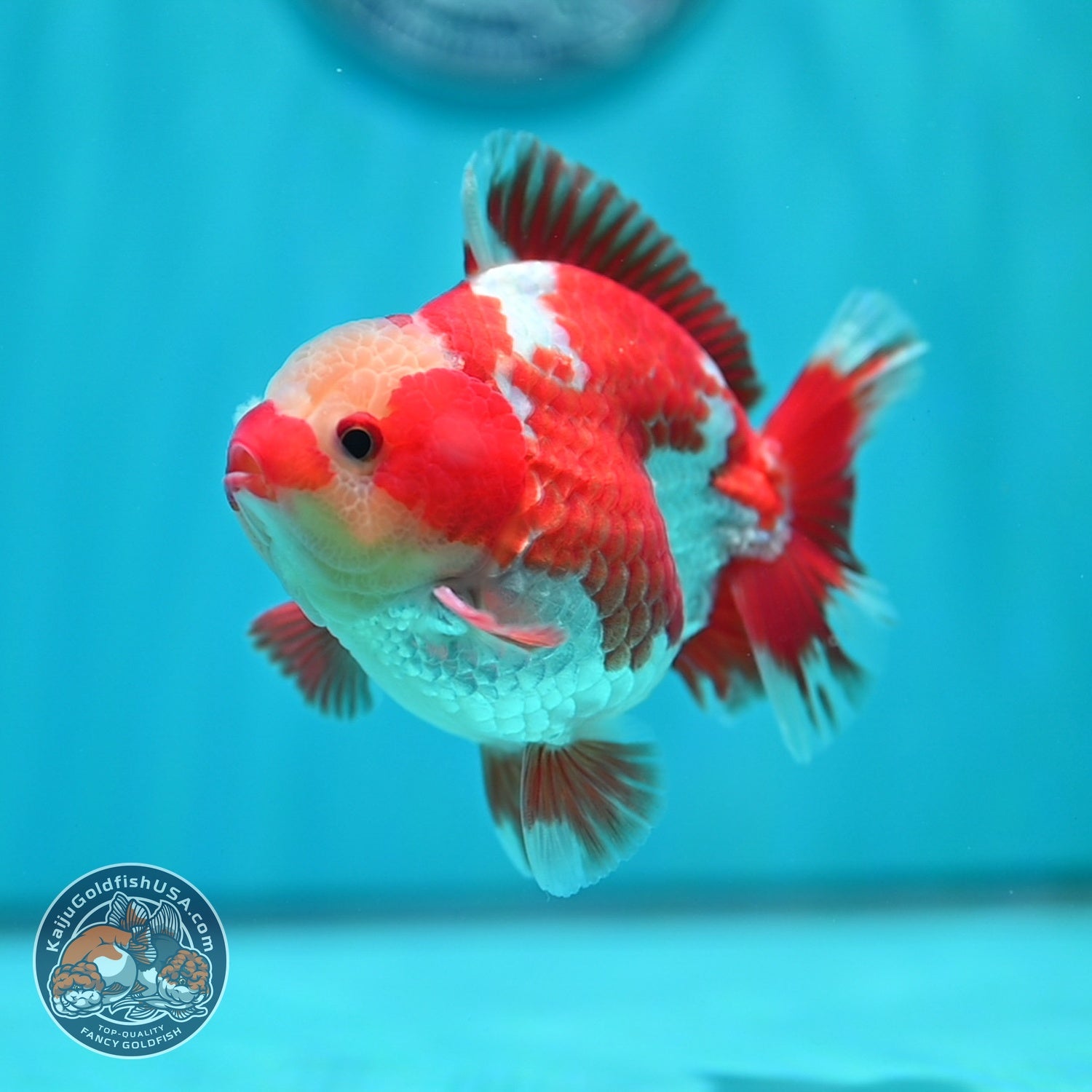 Jade Head Red White YuanBao Oranda 4 inch Body (260529_OR12)