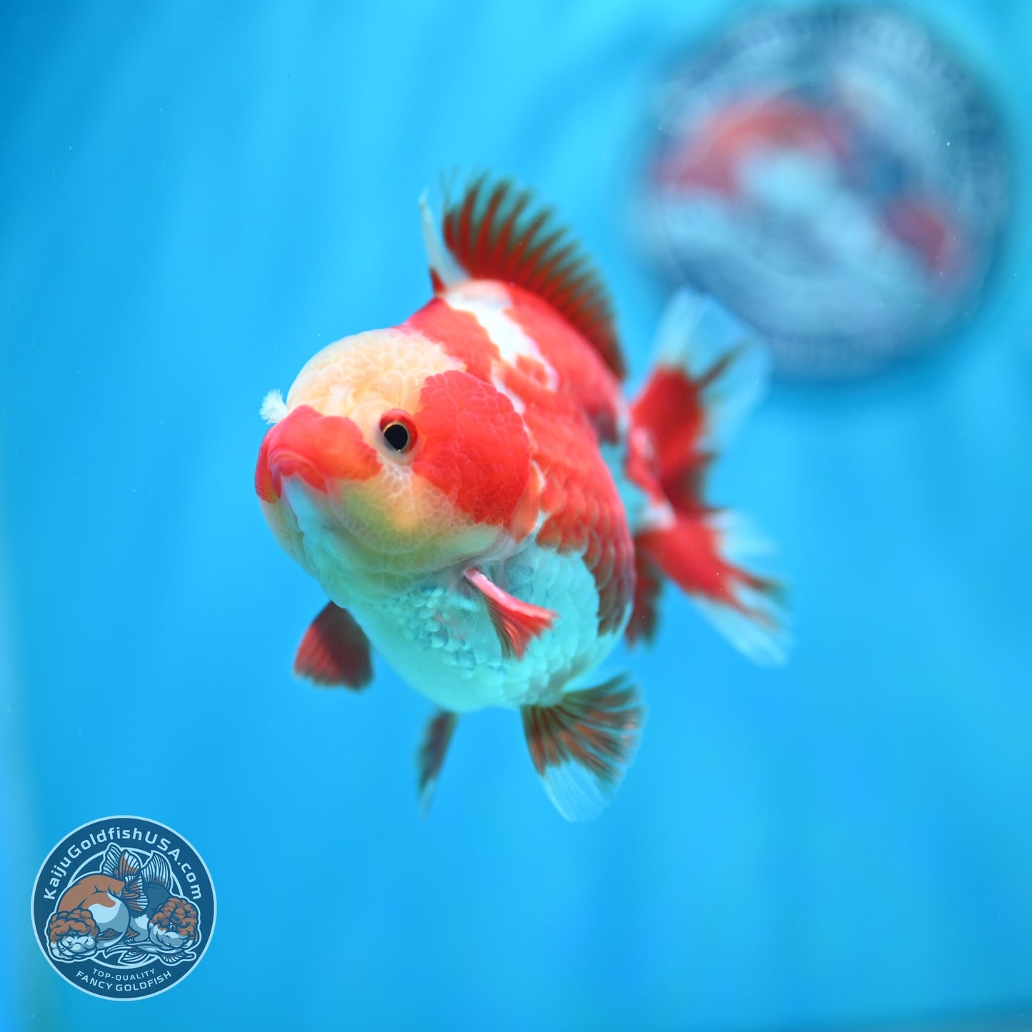 Jade Head Red White YuanBao Oranda 4 inch Body (260529_OR12)