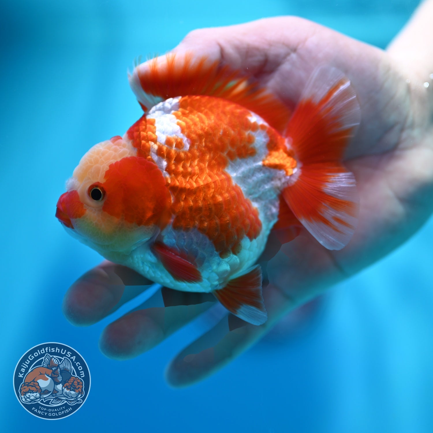 Jade Head Red White YuanBao Oranda 4 inch Body (260529_OR12)