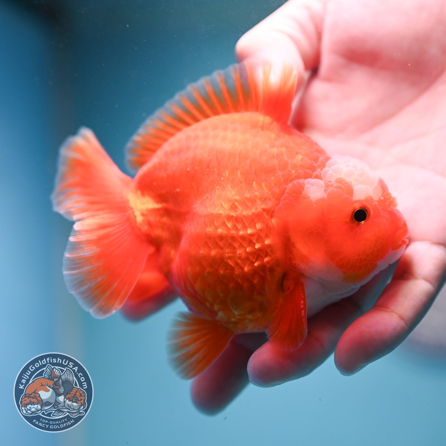 Jade Seal Red White YuanBao Oranda 3.5 inch Body (260814_OR16)