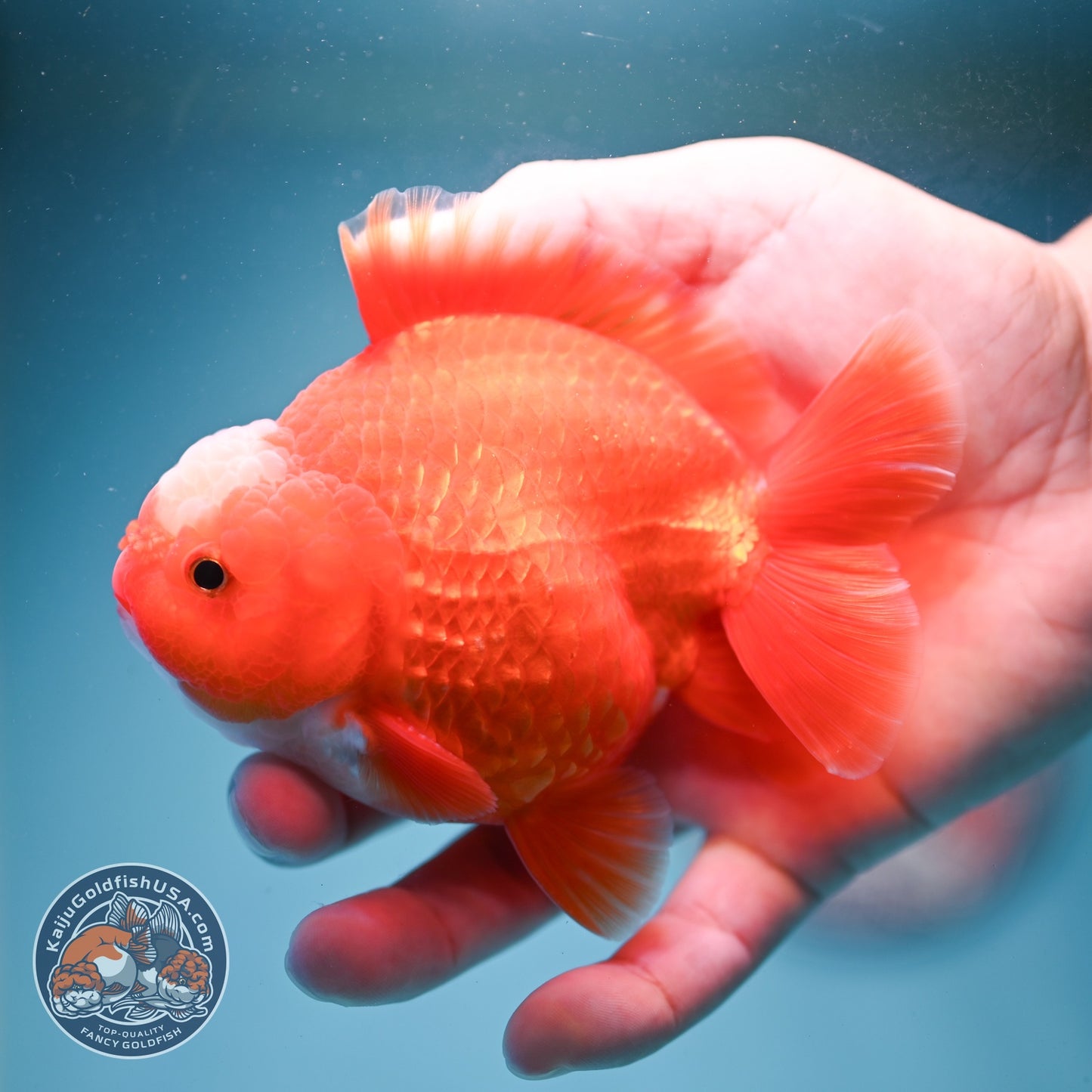Jade Seal Red White YuanBao Oranda 3.5 inch Body (260814_OR16)