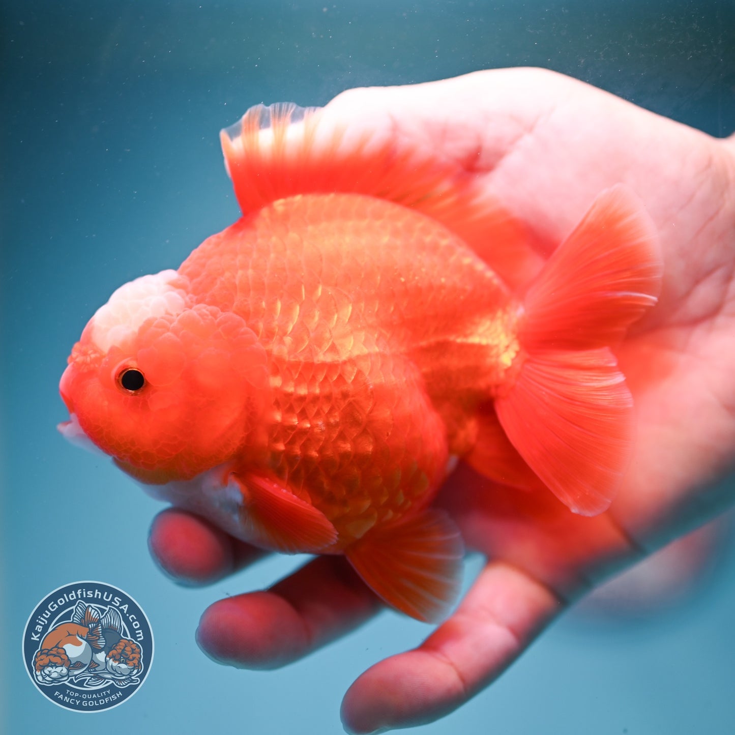 Jade Seal Red White YuanBao Oranda 3.5 inch Body (260814_OR16)