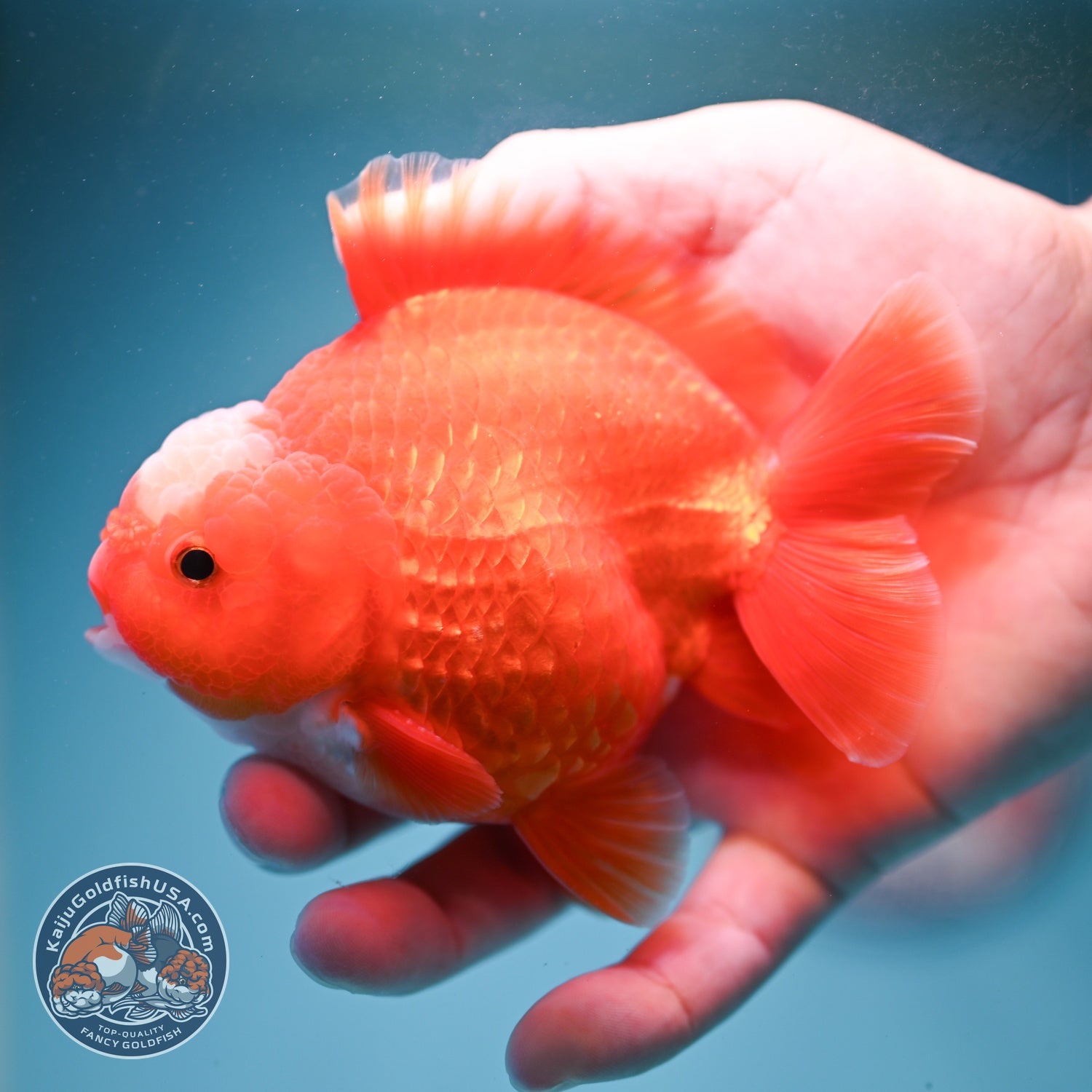 Jade Seal Red White YuanBao Oranda 3.5 inch Body (260814_OR16)