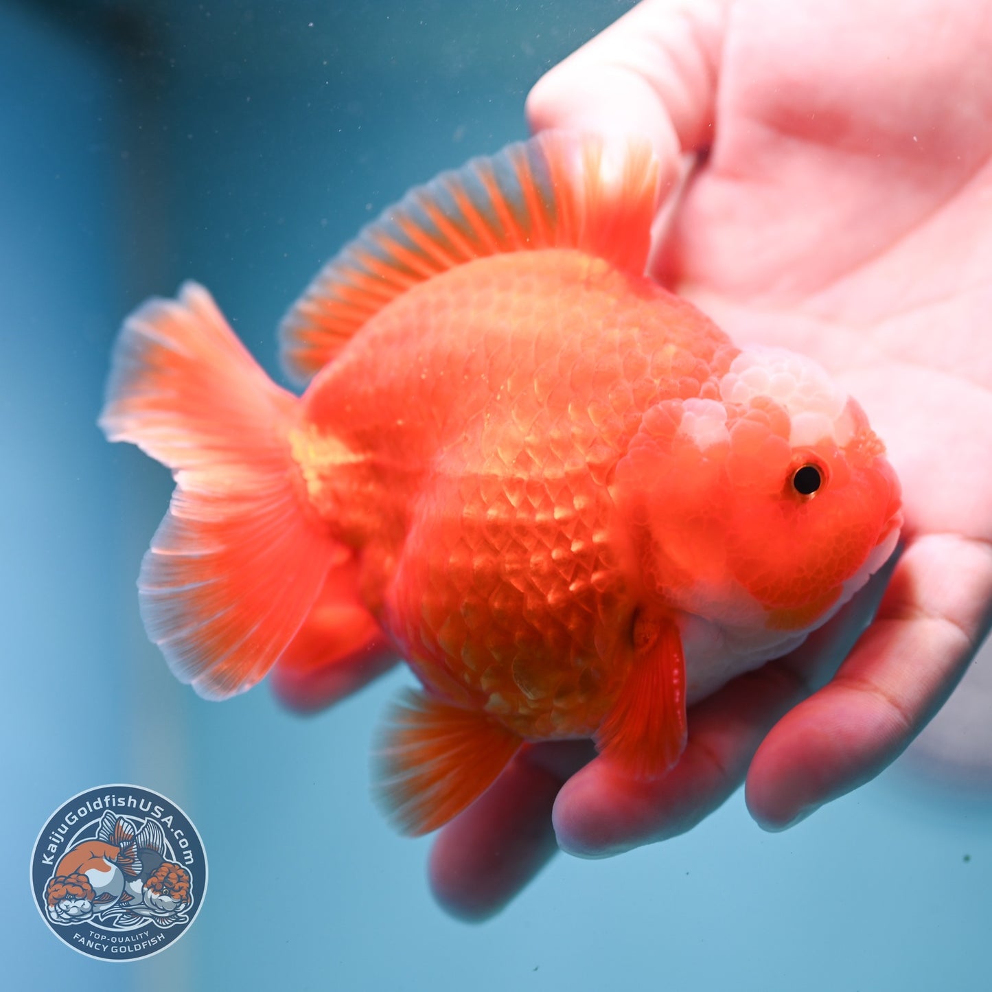 Jade Seal Red White YuanBao Oranda 3.5 inch Body (260814_OR16)
