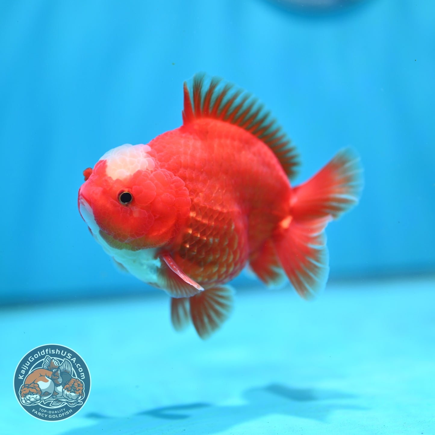 Jade Seal Red White YuanBao Oranda 3.5 inch Body (260814_OR16)