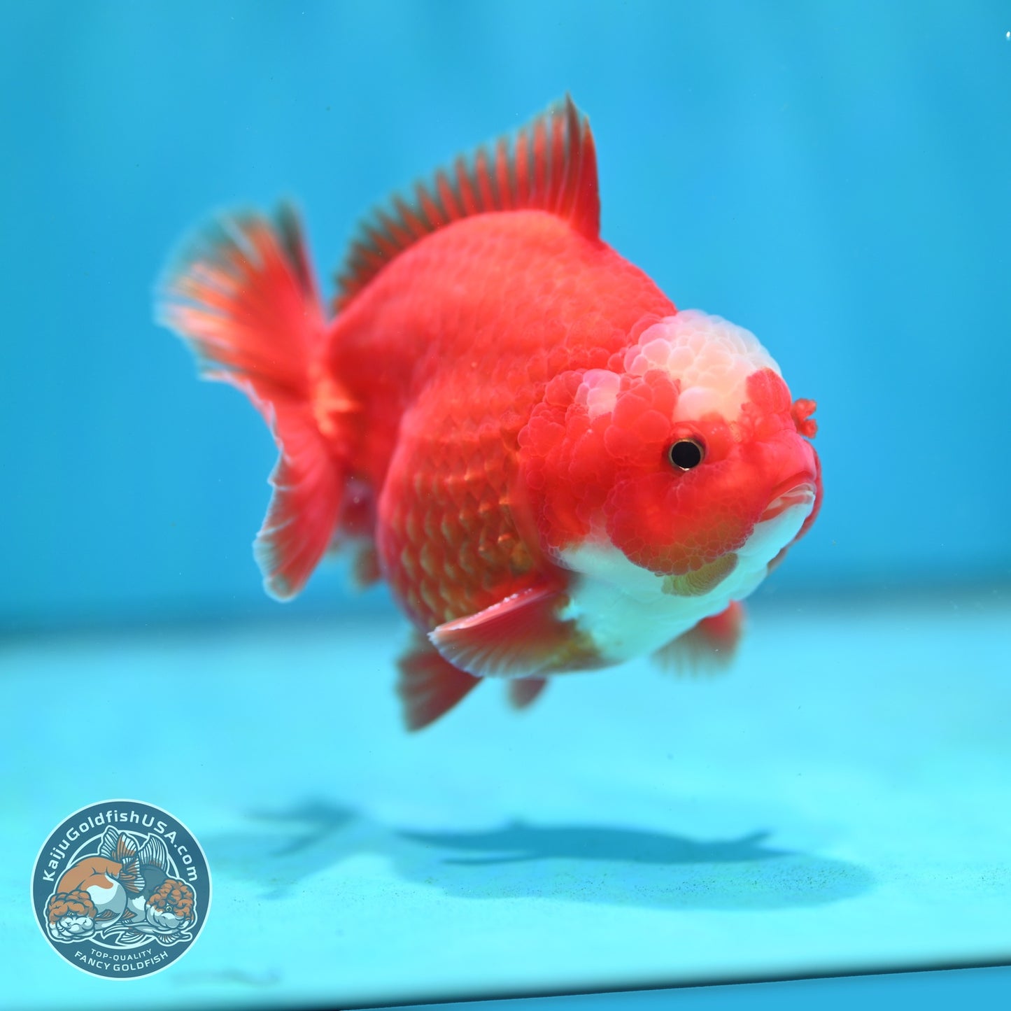 Jade Seal Red White YuanBao Oranda 3.5 inch Body (260814_OR16)