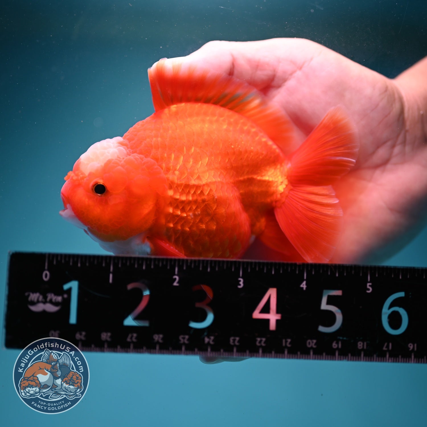 Jade Seal Red White YuanBao Oranda 3.5 inch Body (260814_OR16)