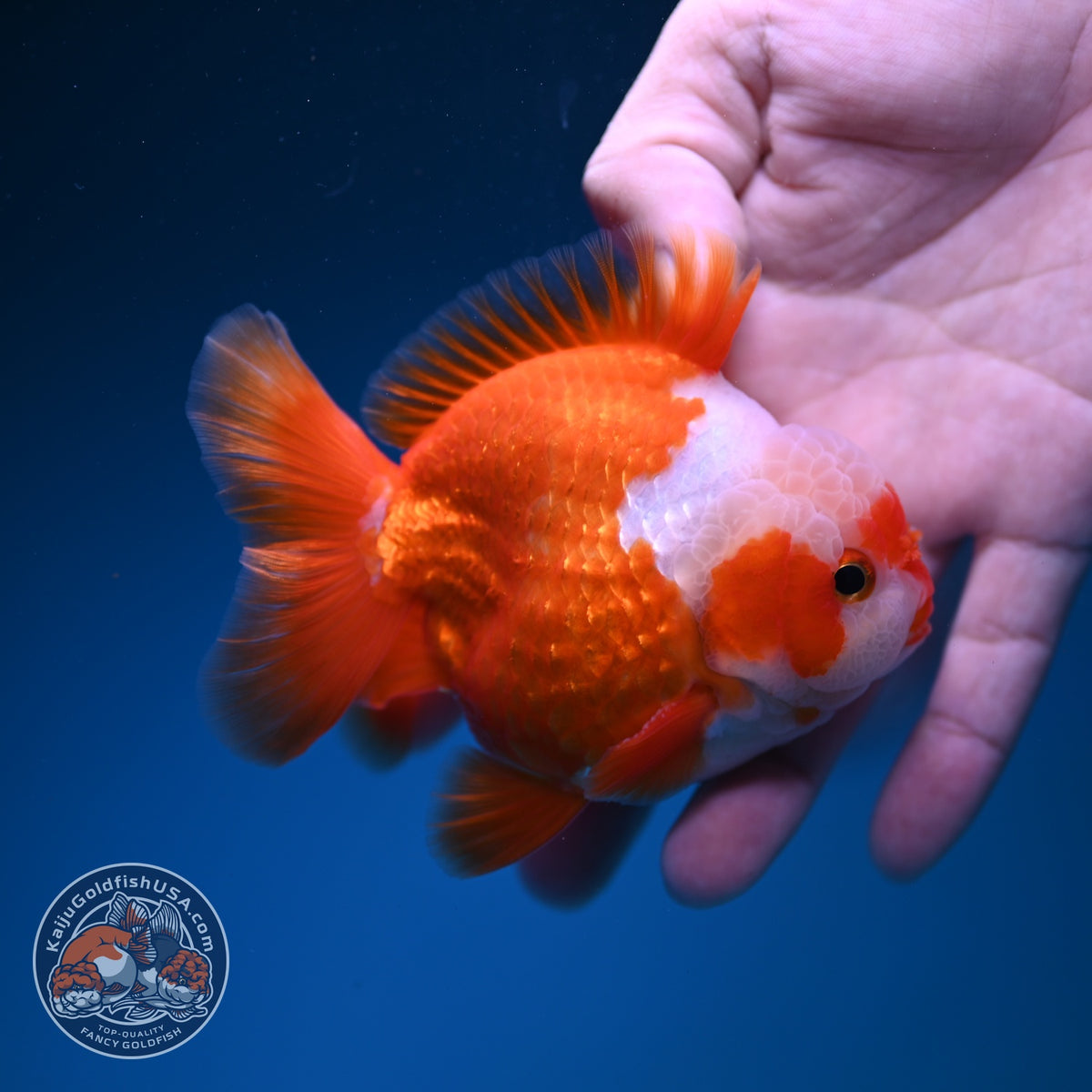 Jade Seal Red White YuanBao Oranda 3.5 inch Body (261016_OR11)