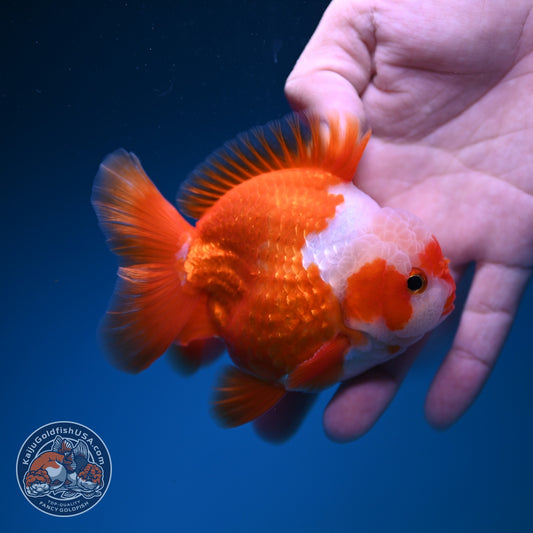 Jade Seal Red White YuanBao Oranda 3.5 inch Body (261016_OR11)