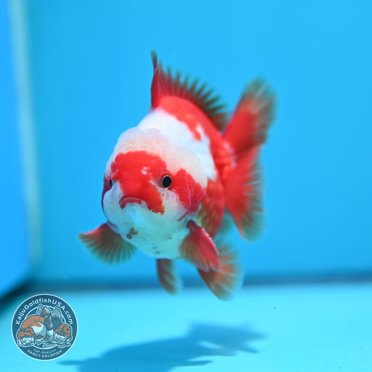 Jade Seal Red White YuanBao Oranda 3.5 inch Body (261016_OR11)
