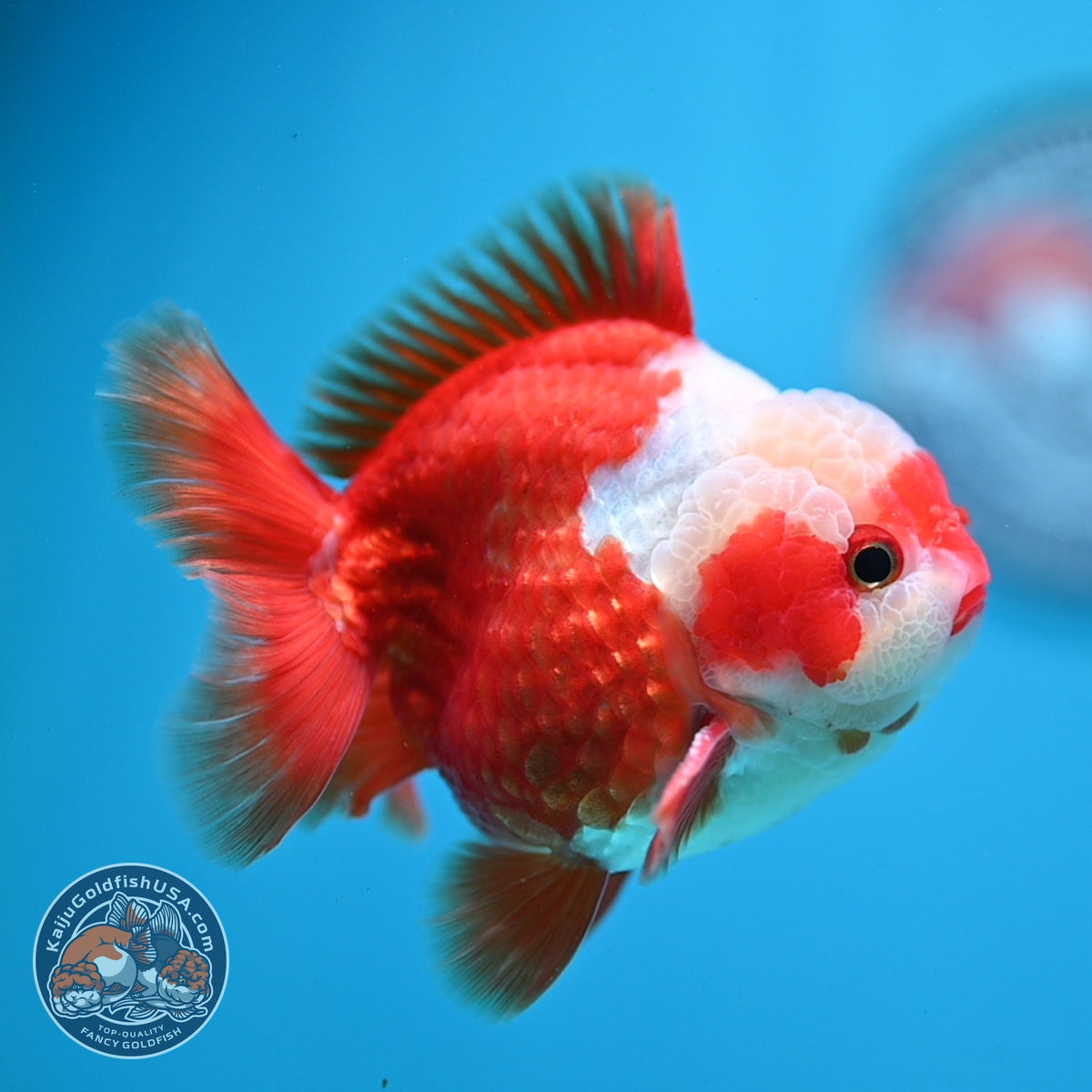 Jade Seal Red White YuanBao Oranda 3.5 inch Body (261016_OR11)