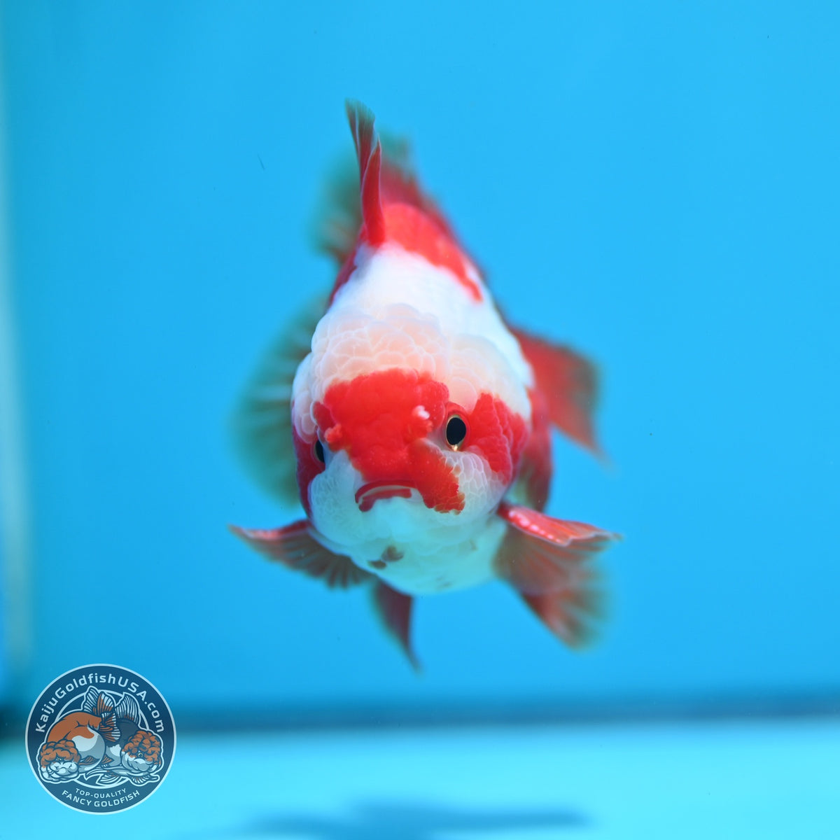 Jade Seal Red White YuanBao Oranda 3.5 inch Body (261016_OR11)