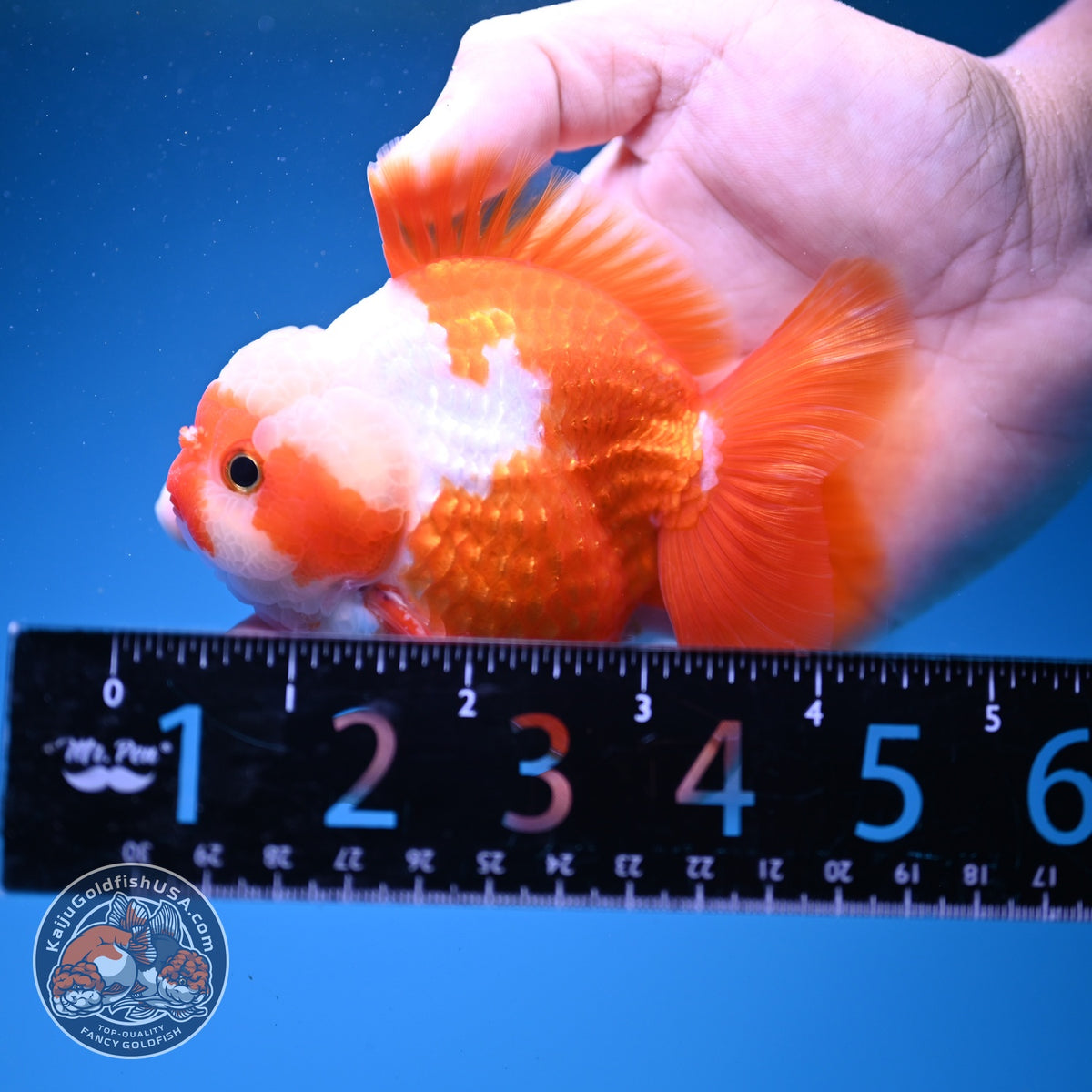 Jade Seal Red White YuanBao Oranda 3.5 inch Body (261016_OR11)