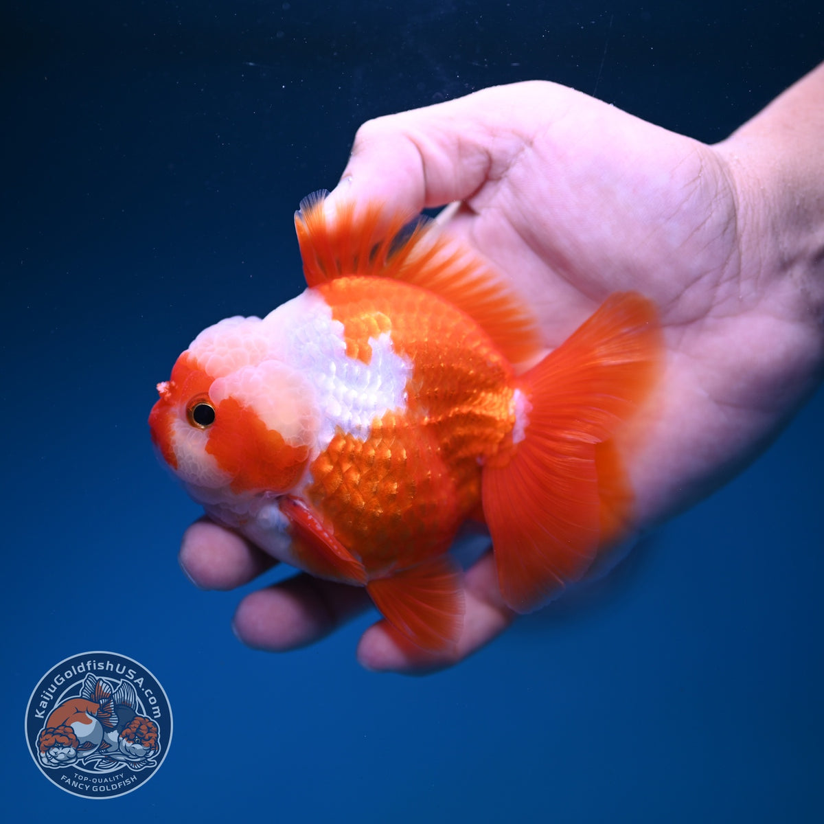 Jade Seal Red White YuanBao Oranda 3.5 inch Body (261016_OR11)
