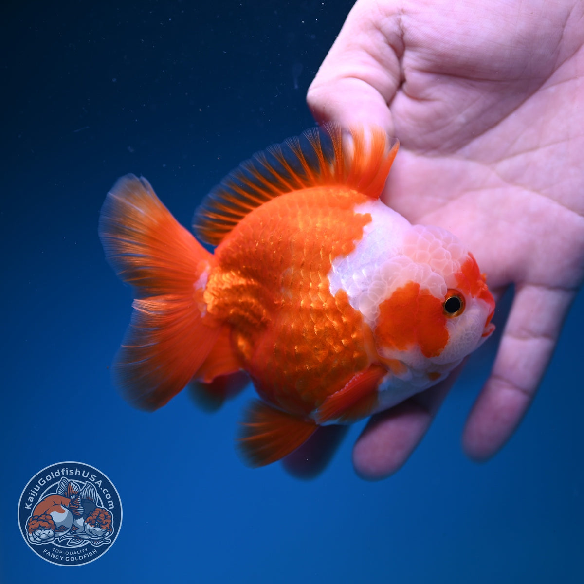 Jade Seal Red White YuanBao Oranda 3.5 inch Body (261016_OR11)