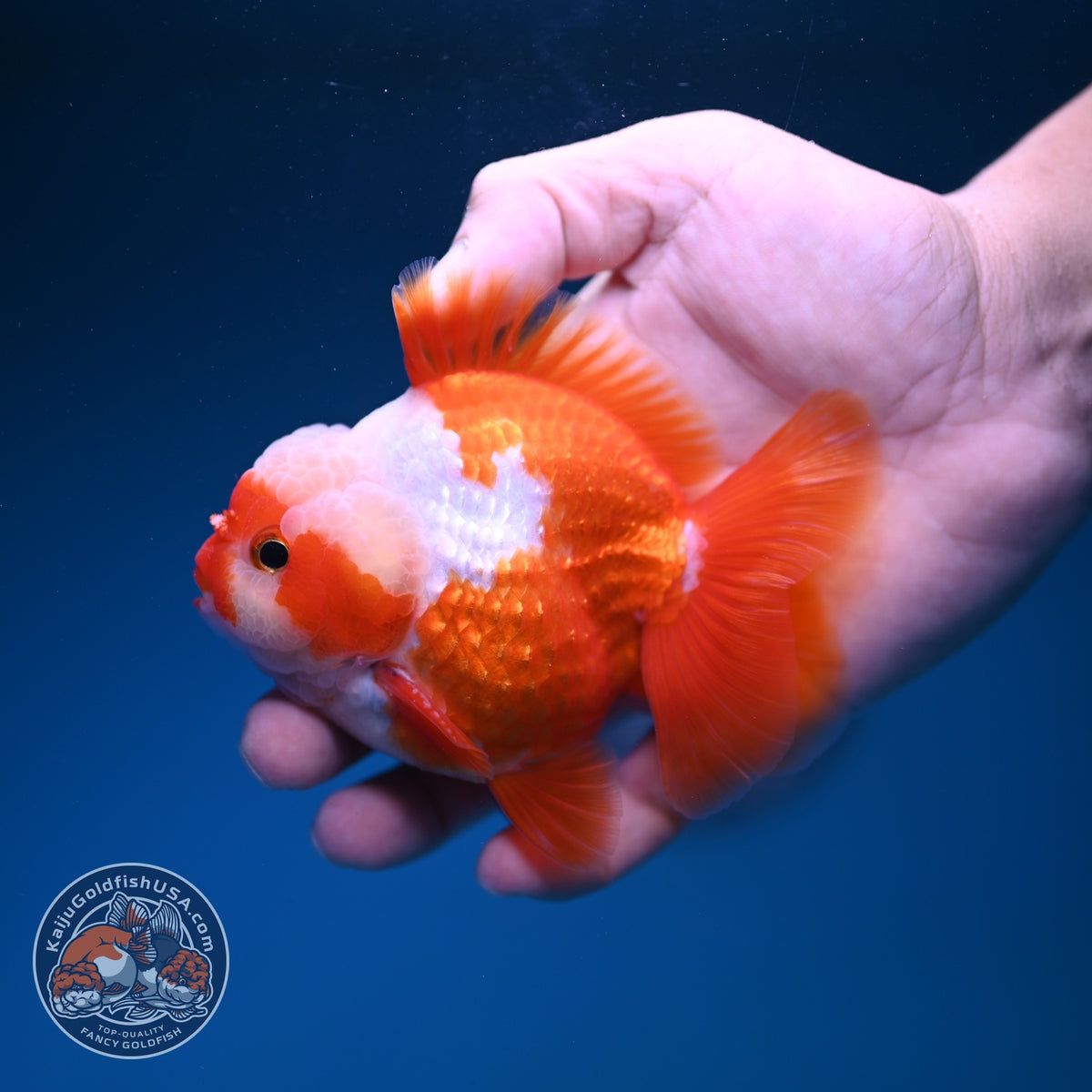 Jade Seal Red White YuanBao Oranda 3.5 inch Body (261016_OR11)
