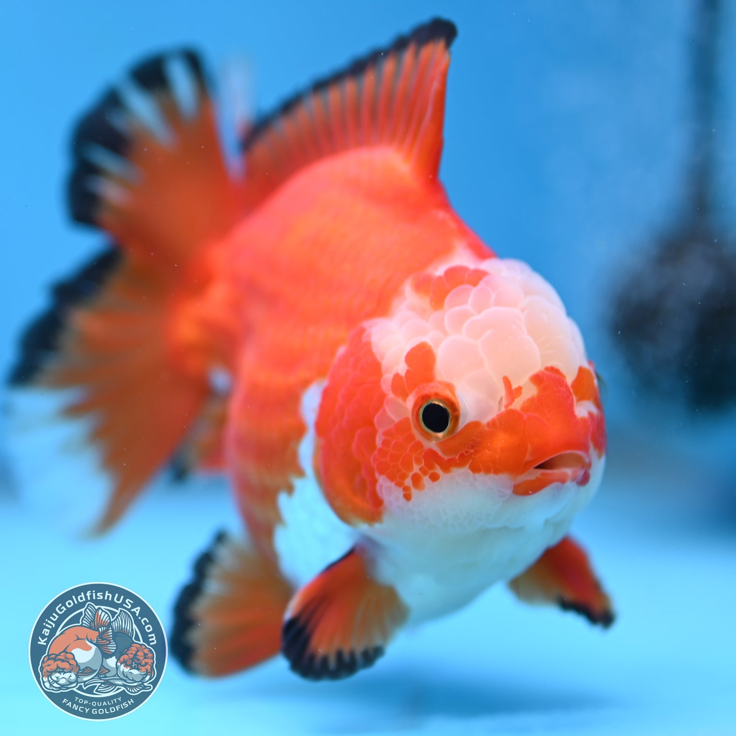 Jade Seal Red White Yuanbao Oranda 4 inch Body (251017_OR09)