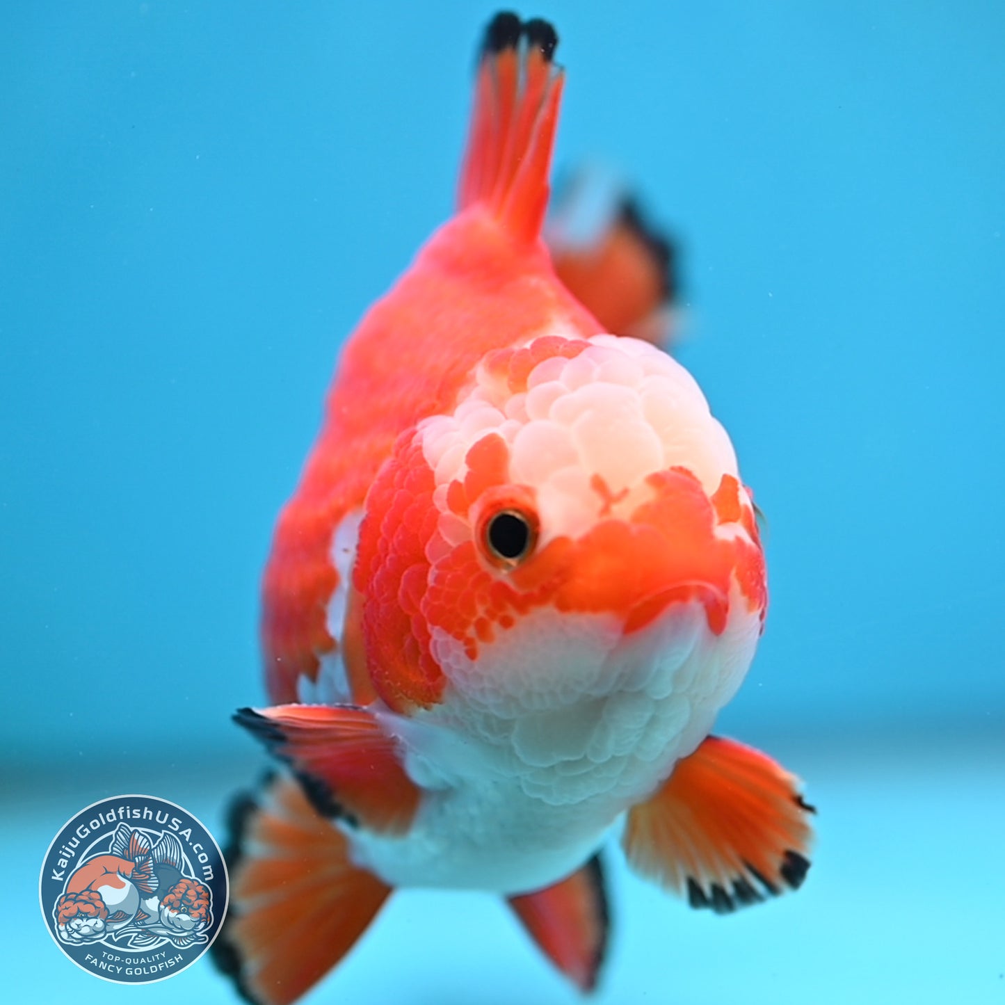 Jade Seal Red White Yuanbao Oranda 4 inch Body (251017_OR09)