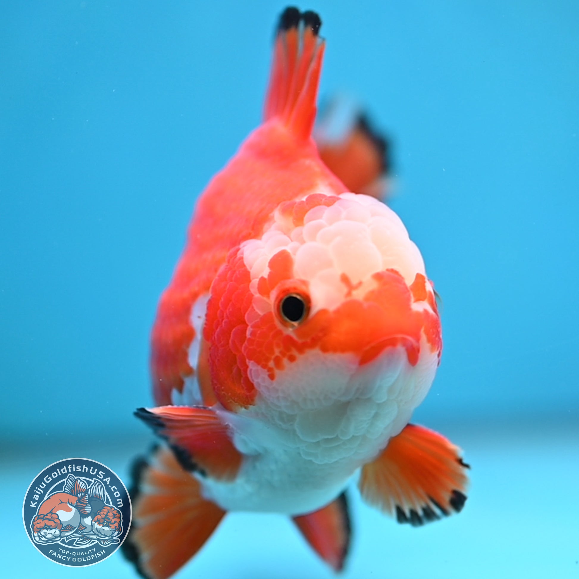 Jade Seal Red White Yuanbao Oranda 4 inch Body (251017_OR09)